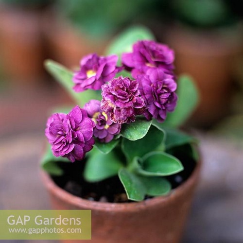 Primula auricula 'Sibsey' - Kõrvikpriimula 'Sibsey' P9/0,55L